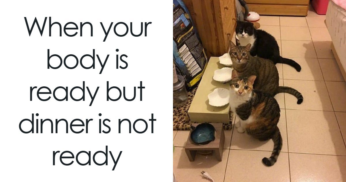 80 Times Cats Were So Ridiculous They Became Memes