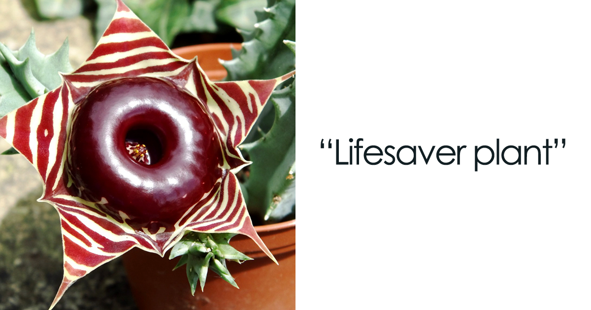 24 Creepy Plants That Prove Nature Has A Dark Sense Of Humor