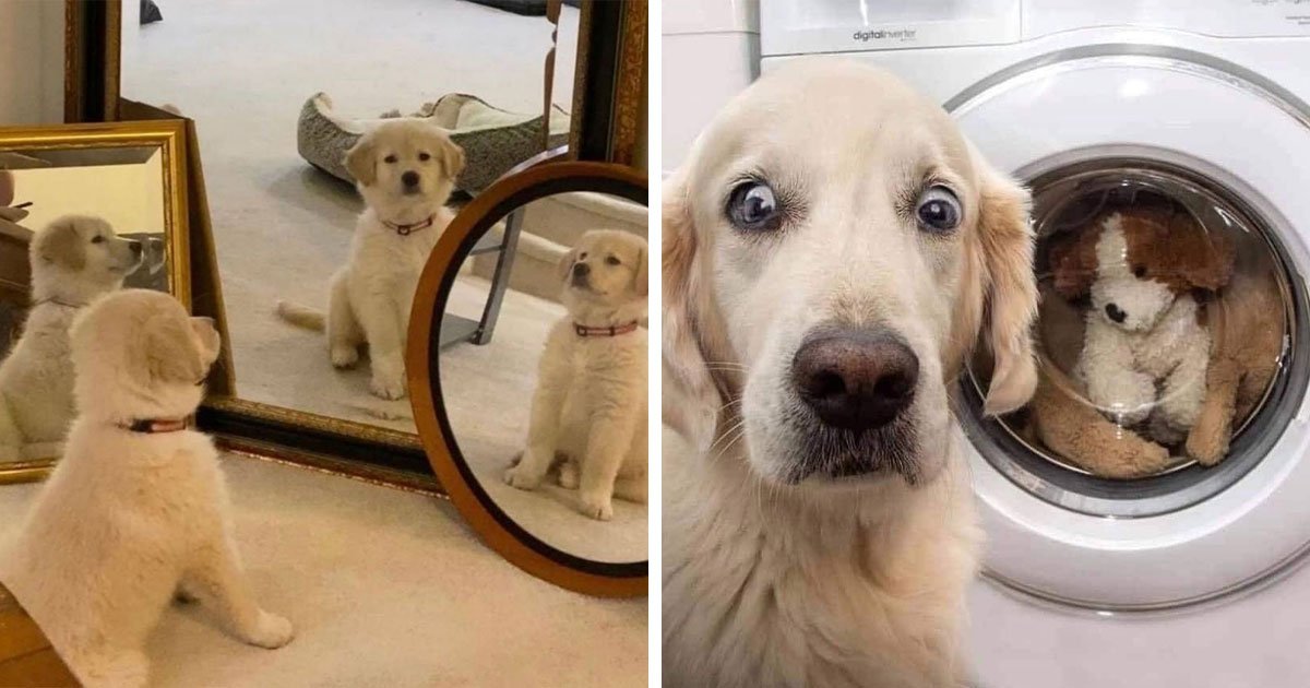 40 Funny And Cute Dog Photos That Might Make You Smile Today