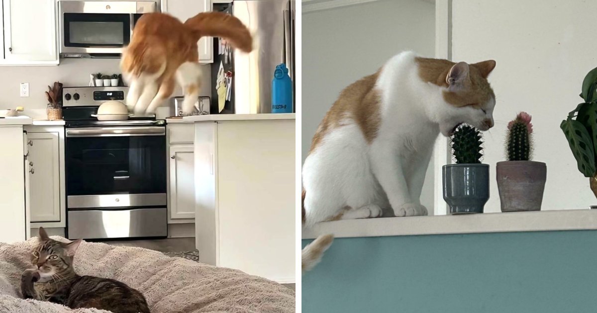 38 Hilarious Photos Proving That Orange Cats Will Never Beat The “One Brain Cell” Allegations (New Pics)