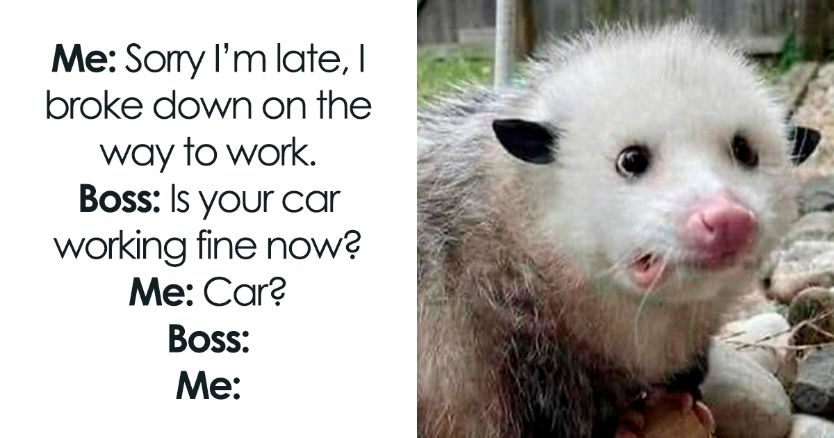 69 Cute And Sweet Animal Memes To Give You A Reason To Smile Today (New Pics)