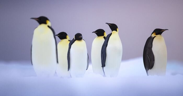 30 Wildlife Photos With A Near-Death Story Behind Them As Told By Photographer Couple Uri And Helle Løvevild Golman