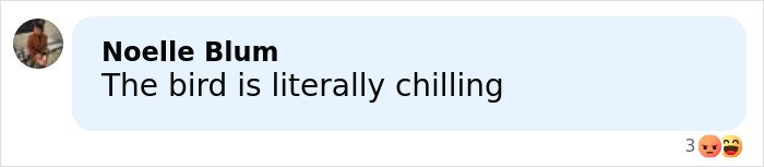 Image of a social media comment criticizing Sabrina Carpenter's 2026 Grammys performance as stupid and cruel.