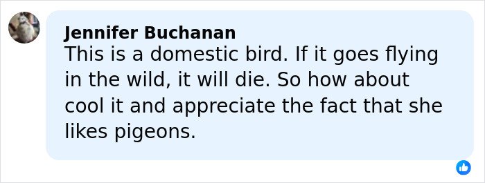 Comment by Jennifer Buchanan defending pigeons, explaining domestic birds cannot survive in the wild, related to Sabrina Carpenter Grammys criticism.