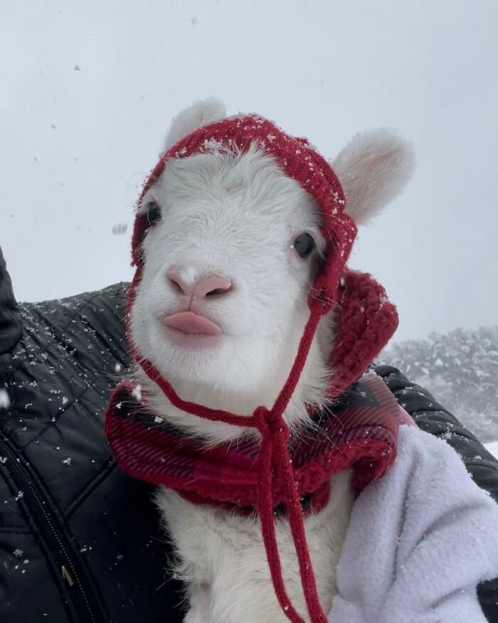 Disabled lamb wearing a red hat and scarf in the snow, rescued at a sanctuary and helped by electric wheelchair creation.