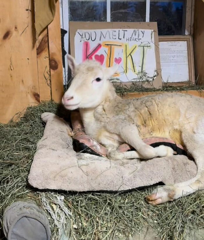 Disabled lamb resting inside a sanctuary, showcasing care and love amid an electric wheelchair creation for mobility.