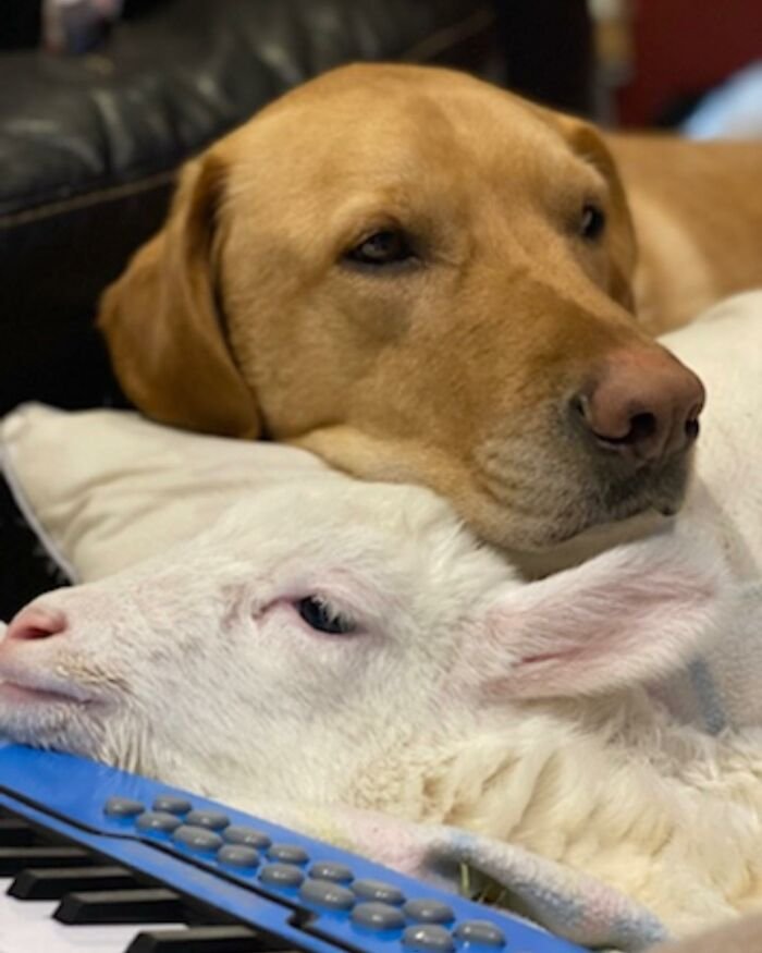 Dog resting head gently on a disabled lamb rescued by a sanctuary that created an electric wheelchair for the sheep.