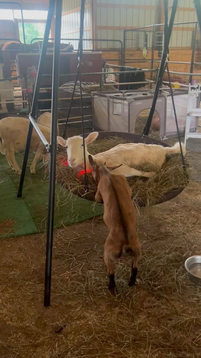 Disabled lamb resting on a suspended hay bed inside a barn at an animal sanctuary with goats nearby.