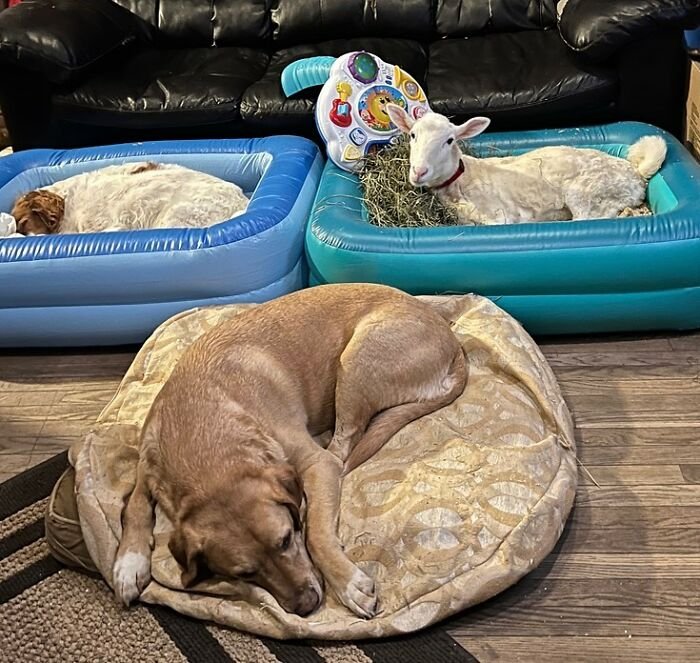 Disabled lamb resting in inflatable bed indoors beside two dogs lying in beds, highlighting sanctuary electric wheelchair care.