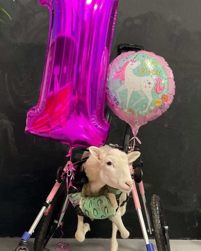 Disabled lamb in a custom electric wheelchair with balloons, showing sanctuary rescue and innovative mobility device creation.