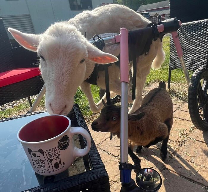 Disabled lamb with custom electric wheelchair frame outdoors beside a small brown goat and coffee mug on table.