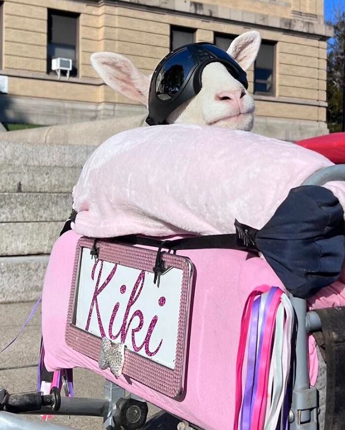 Disabled lamb wearing goggles resting on a custom pink electric wheelchair with colorful ribbons outdoors on stone steps.