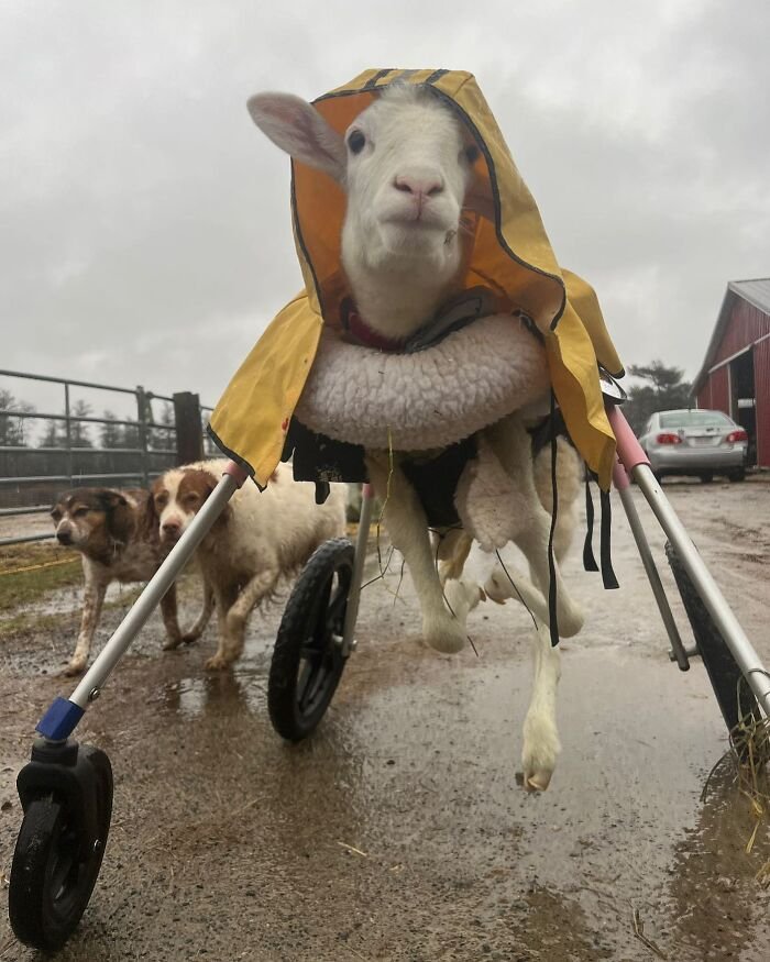 Disabled lamb wearing a yellow raincoat using a custom electric wheelchair to move independently on a rainy farm path.
