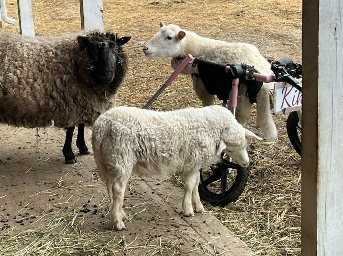 Disabled lamb at a sanctuary using a custom electric wheelchair to move and interact with other sheep outdoors.
