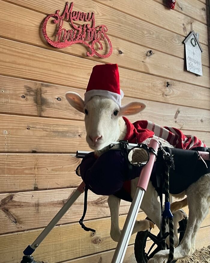 Disabled lamb wearing a Santa hat in an electric wheelchair inside a Christmas-decorated wooden sanctuary shelter.