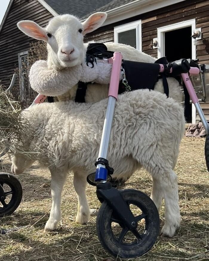 Disabled lamb using electric wheelchair mobility aid outdoors at sanctuary, enabling her to move independently and comfortably.