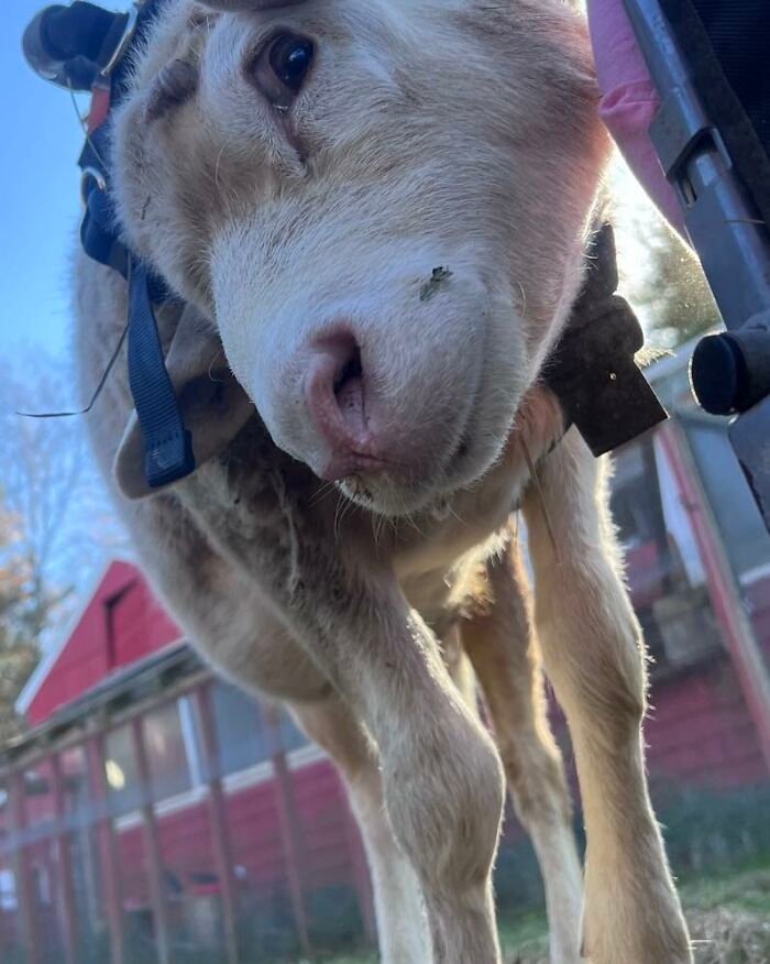 Close-up of a disabled lamb wearing a custom harness designed to help her move independently at an animal sanctuary.