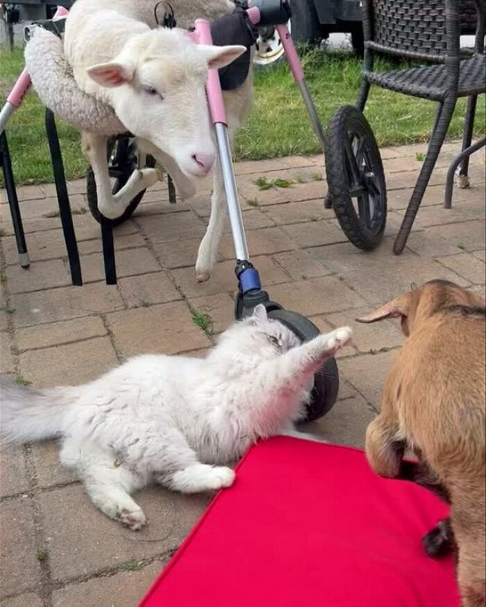 Disabled lamb supported by electric wheelchair interacting with a cat and dog outdoors on a paved surface at a sanctuary
