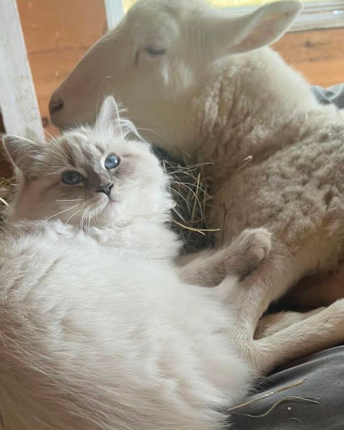Disabled lamb resting with a cat at sanctuary, showing care and electric wheelchair mobility support.