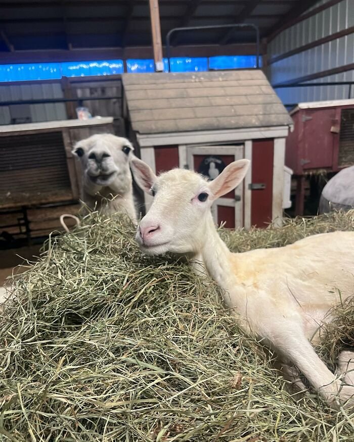 Disabled lamb resting on hay inside barn with another sheep nearby, cared for at sanctuary with electric wheelchair support.