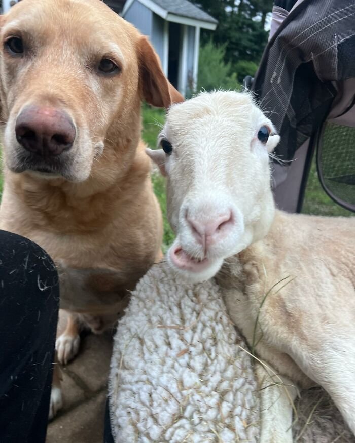 Disabled lamb resting next to a golden dog outside at an animal sanctuary, highlighting the lamb&rsquo;s electric wheelchair life.