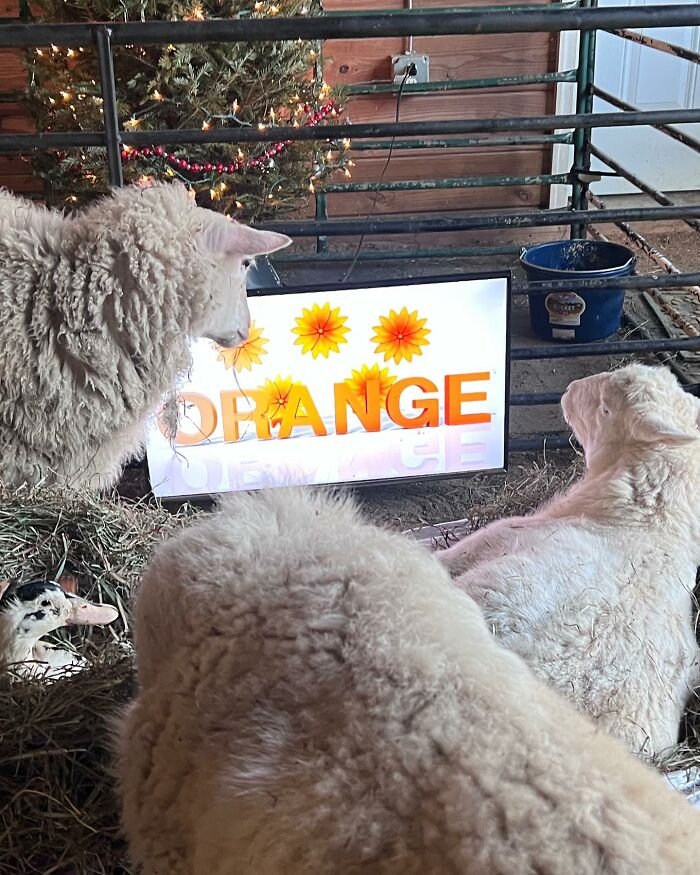 Two sheep and a duck resting on hay inside a sanctuary for disabled lambs with electric wheelchair support.