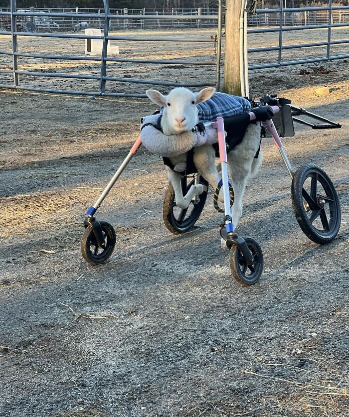 Disabled lamb outdoors supported by a sanctuary&rsquo;s custom electric wheelchair, showing independent mobility and care.