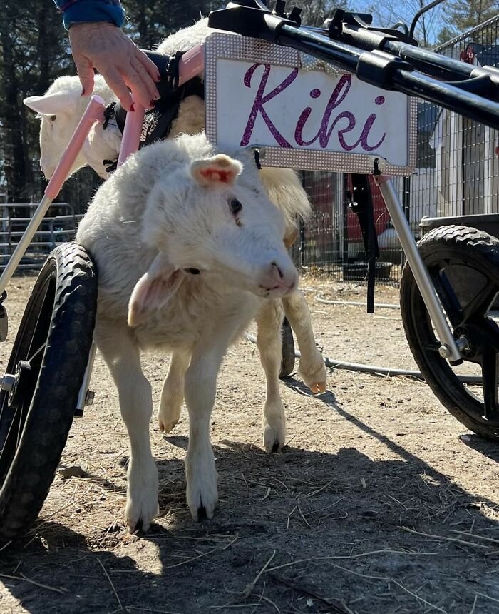 Disabled lamb using a custom electric wheelchair cart at sanctuary, enabling independent movement on rough ground.