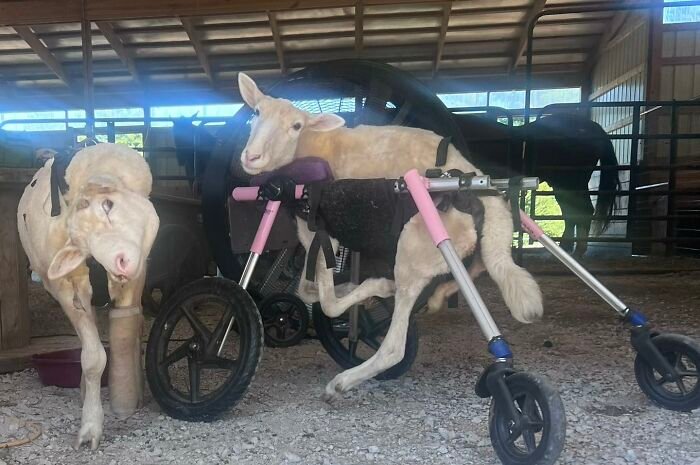 Disabled lamb using a custom electric wheelchair inside a barn at the sanctuary with another lamb nearby.