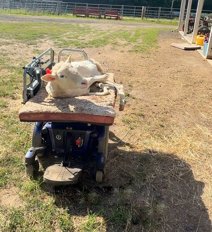 Disabled lamb resting on custom electric wheelchair built by sanctuary to help her move independently outdoors.