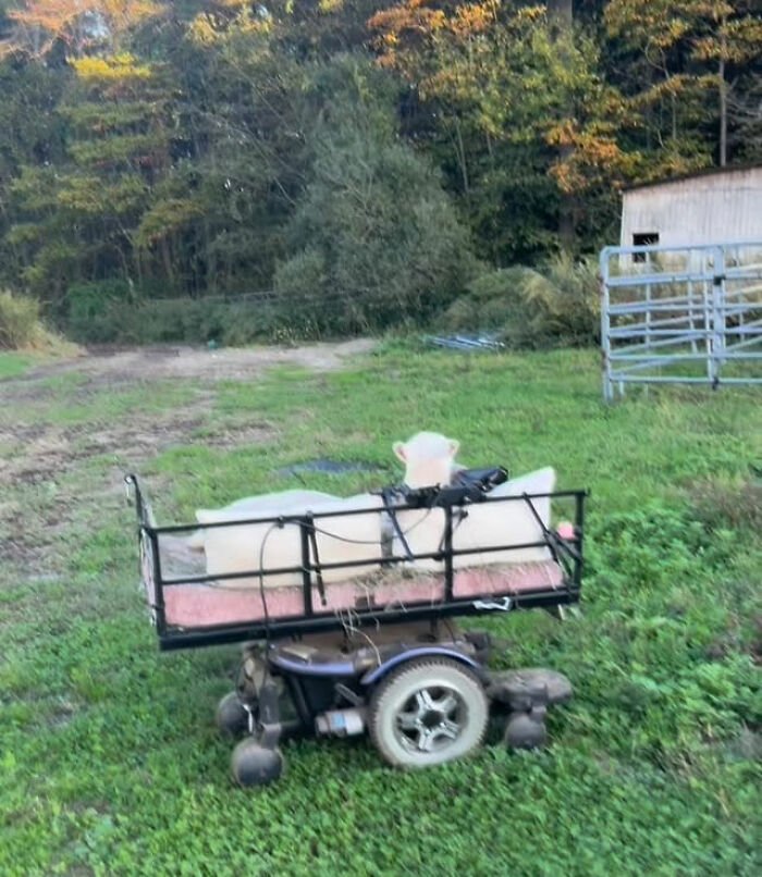 Disabled lamb resting in a custom electric wheelchair cart, moving independently on a grassy rural path at a sanctuary.