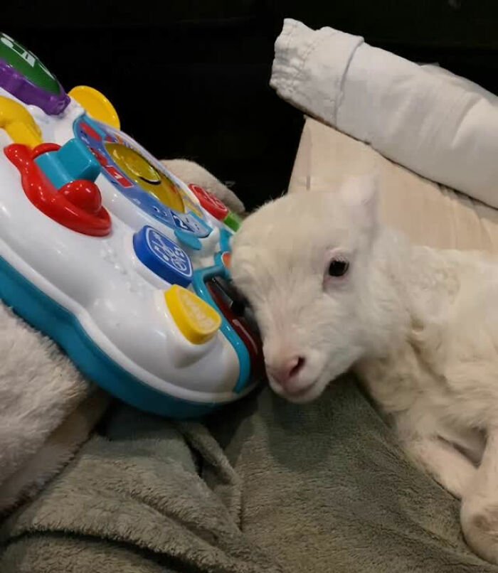 Disabled lamb resting on a blanket next to a colorful toy at a sanctuary caring for a sheep that can&rsquo;t walk.