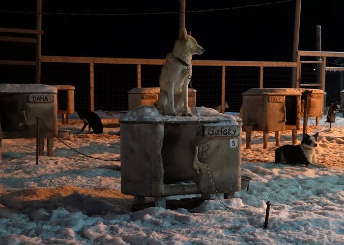 Dog chained to a snow-covered kennel at night on the world’s darkest island where residents live uniquely.