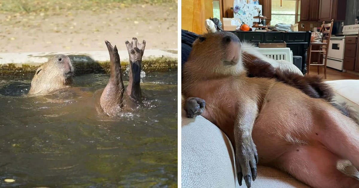 This Community Shares Wholesome Capybara Content, And Here Are 74 Of Their Best Pics
