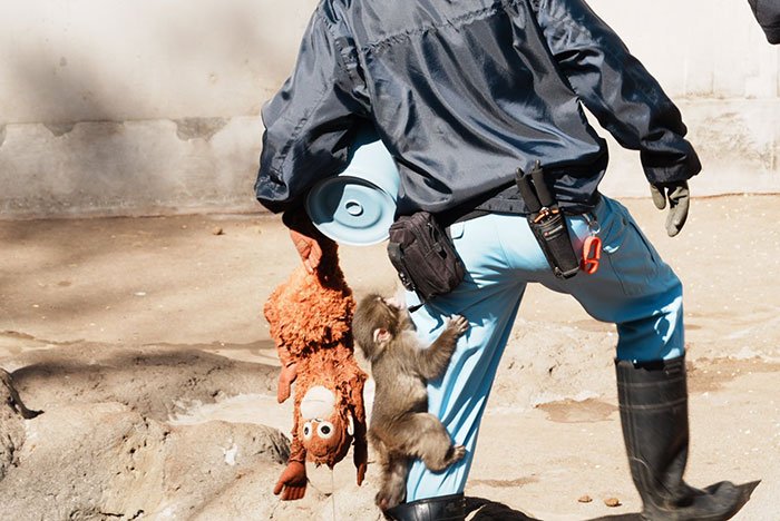 Baby monkey clings to person holding stuffed toy, highlighting heartbreaking moment after he was abandoned by his mom.