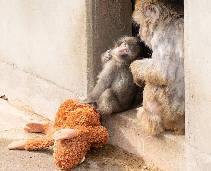 Baby monkey with stuffed toy sitting next to adult monkey, highlighting heartbreaking abandoned animal moment.