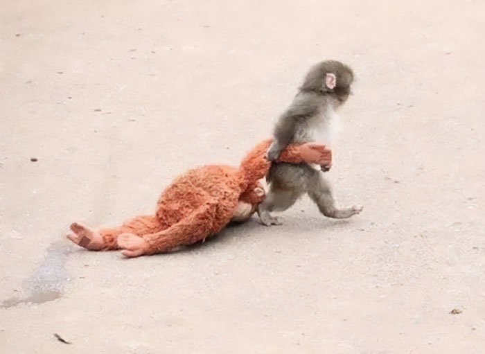 Baby monkey walking while holding a large stuffed toy, evoking emotions of abandonment and viral sympathy.