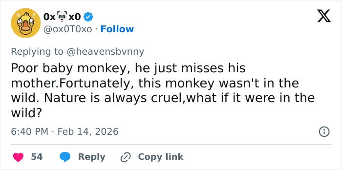 Tweet showing user expressing sympathy for a baby monkey missing its mother, discussing nature's cruelty and abandonment.