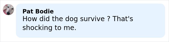 Comment discussing shock over dog surviving while hiking New York's highest peak with young woman who lost her life despite calling 911