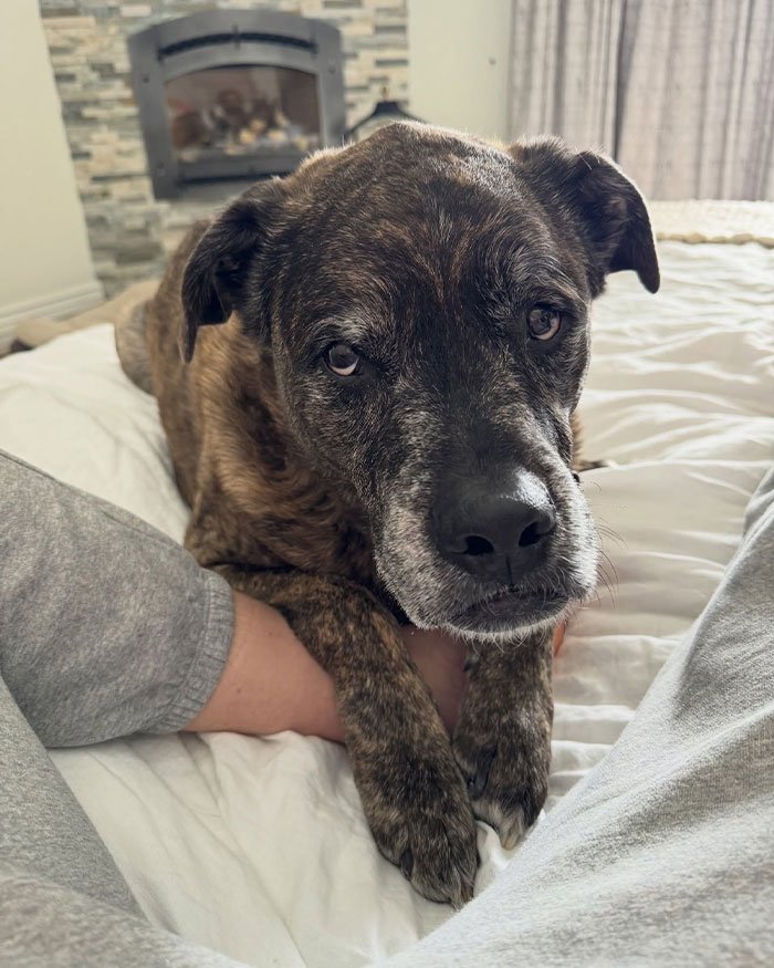 Brindle dog resting on bed between person’s legs, conveying calmness and warmth in a cozy bedroom setting.