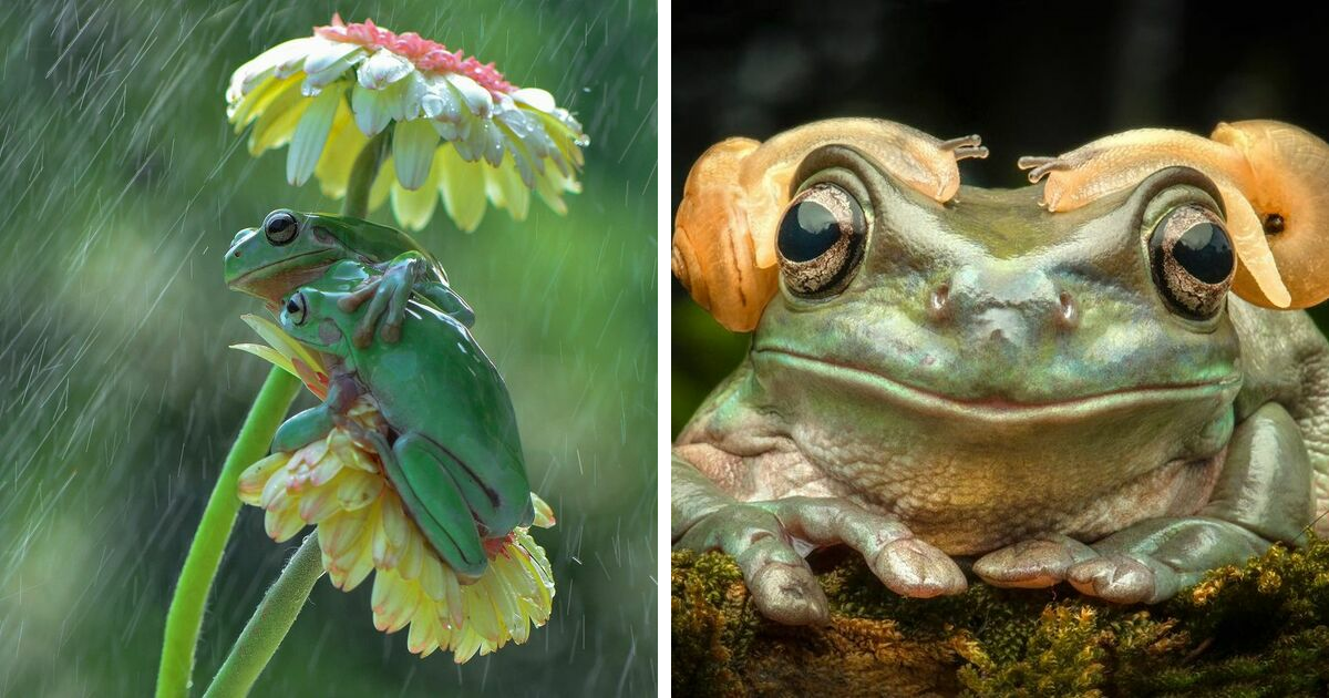 30 Adorable Frog Pictures By Ajar Setiadi That He Took Near His House