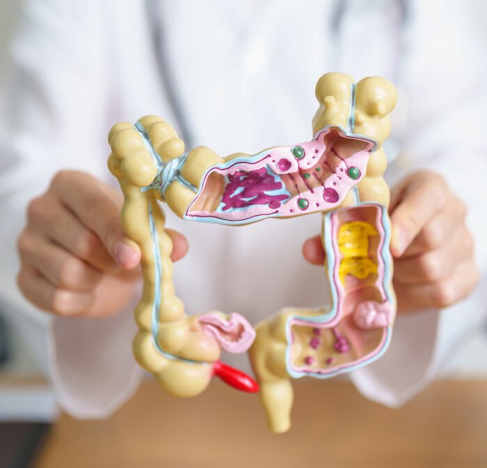 Model of human colon held by a medical professional, illustrating colon cancer breakthrough and advancements in treatment research.