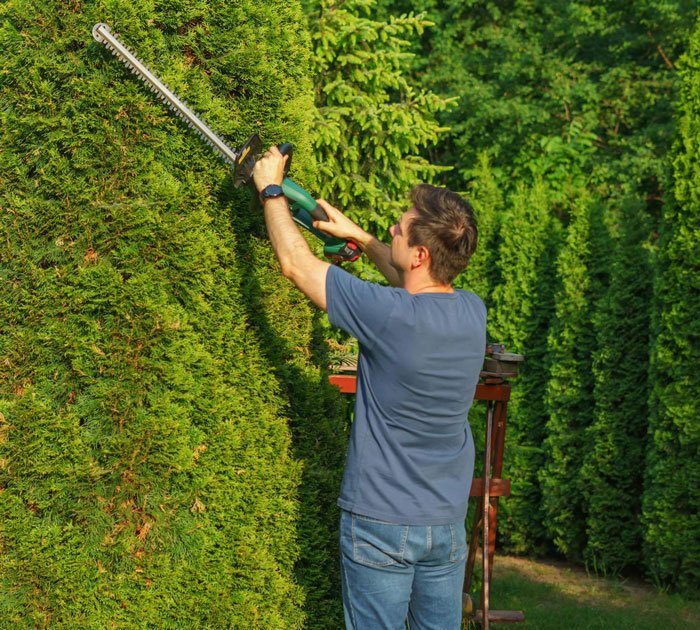 Man trimming a tall living hedge dividing properties using an electric hedge trimmer on a sunny day.