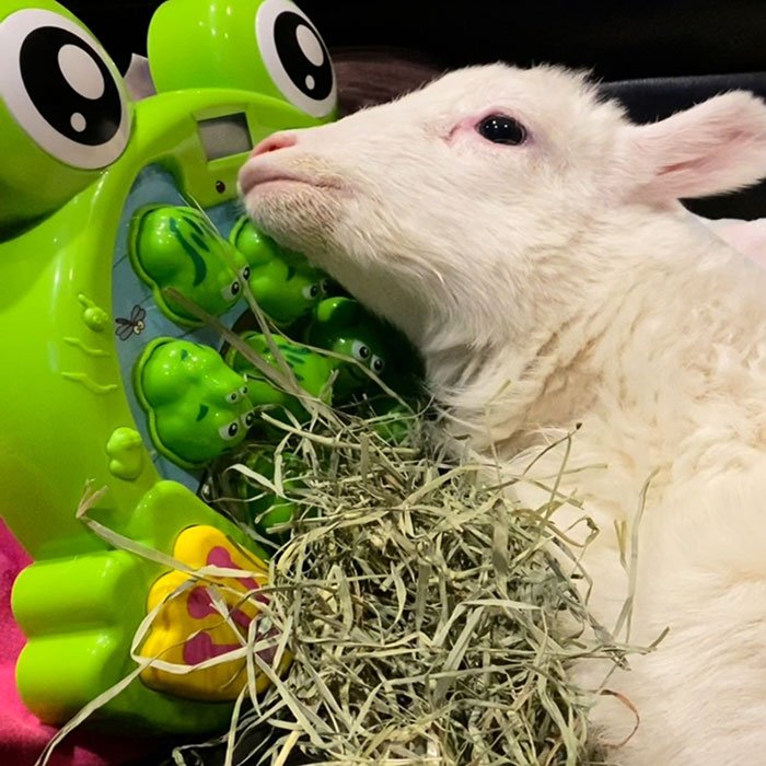 Disabled lamb resting next to a green frog-themed toy, showcasing sanctuary rescue and electric wheelchair mobility efforts.