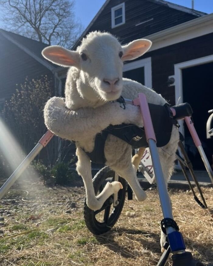 Disabled lamb outdoors using a custom electric wheelchair, supported by a sanctuary&rsquo;s engineered mobility device near a house.