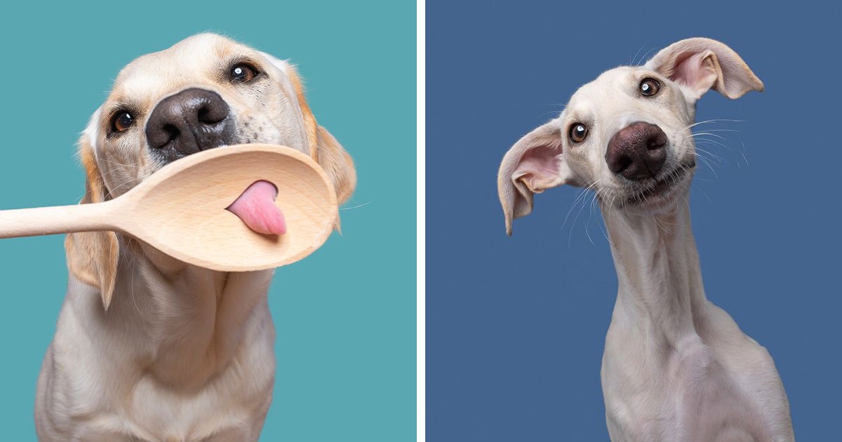 49 Hilarious And Heart-Melting Dog Portraits By Elke Vogelsang