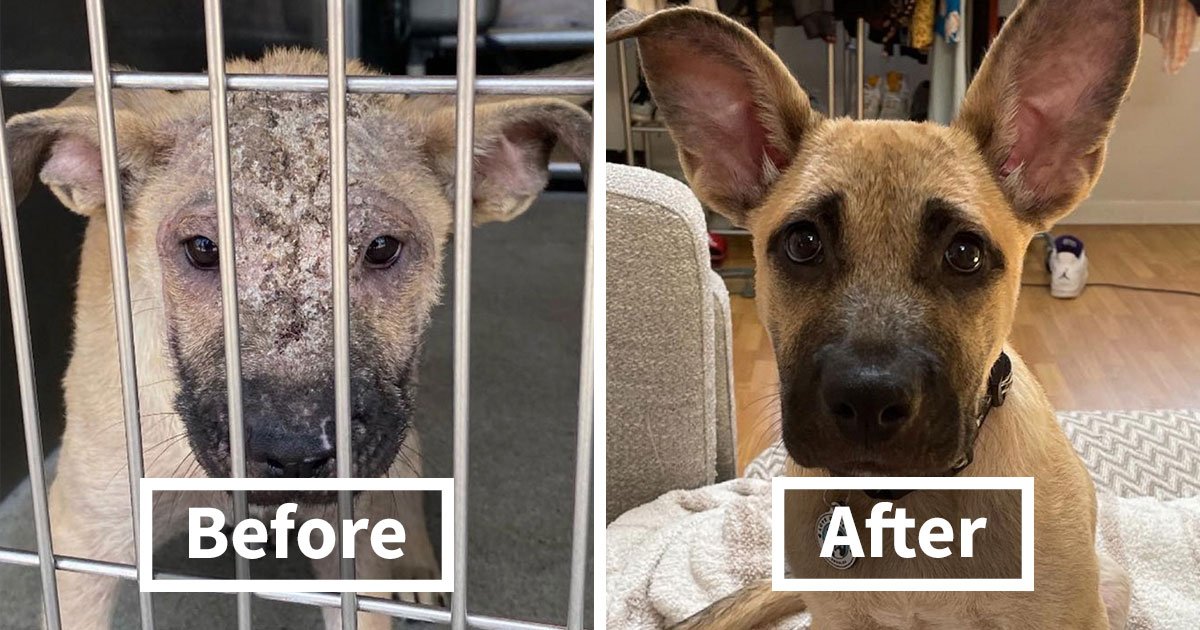 32 Before-And-After Photos That Show How Rescue Dogs’ Lives Were Completely Transformed