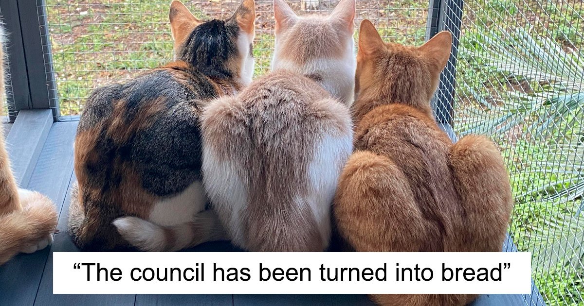 “Council Of Cats”: 117 Oddly Concerning Pics Of Cats That May Be Up To No Good