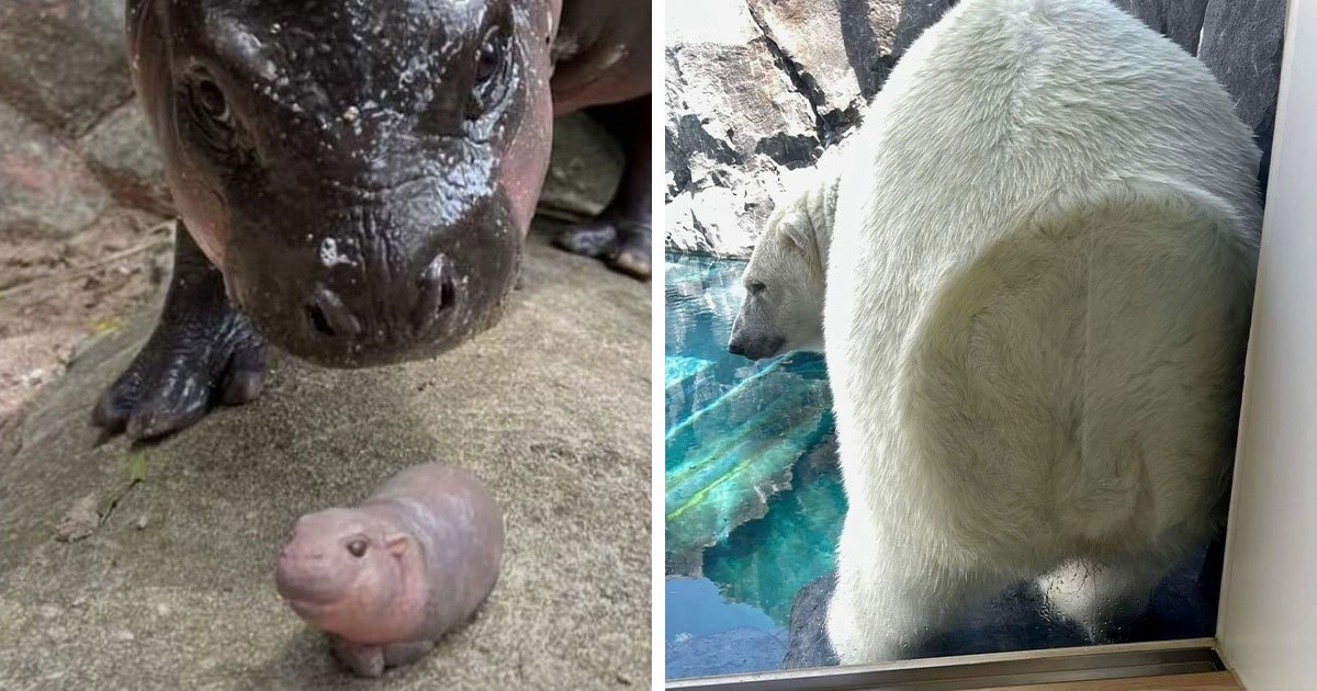 This Page Shared 50 Delightfully Chonky Animals That Might Make You Smile