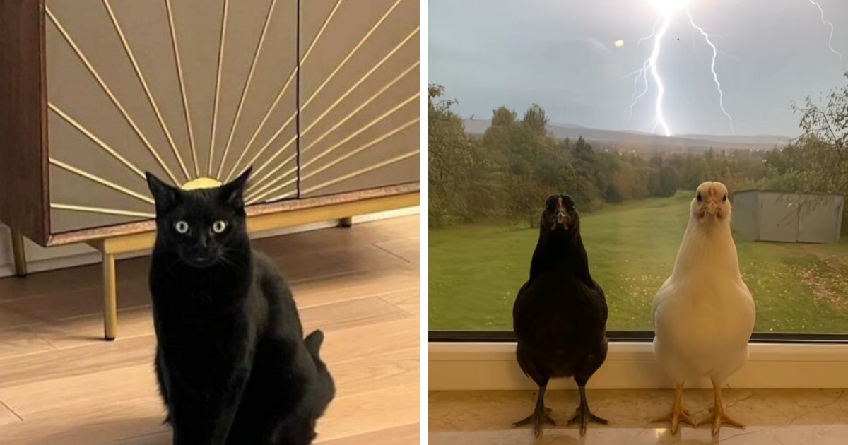 63 Pics Of Animals Looking Threatening And Powerful, Courtesy Of This Facebook Page (New Pics)